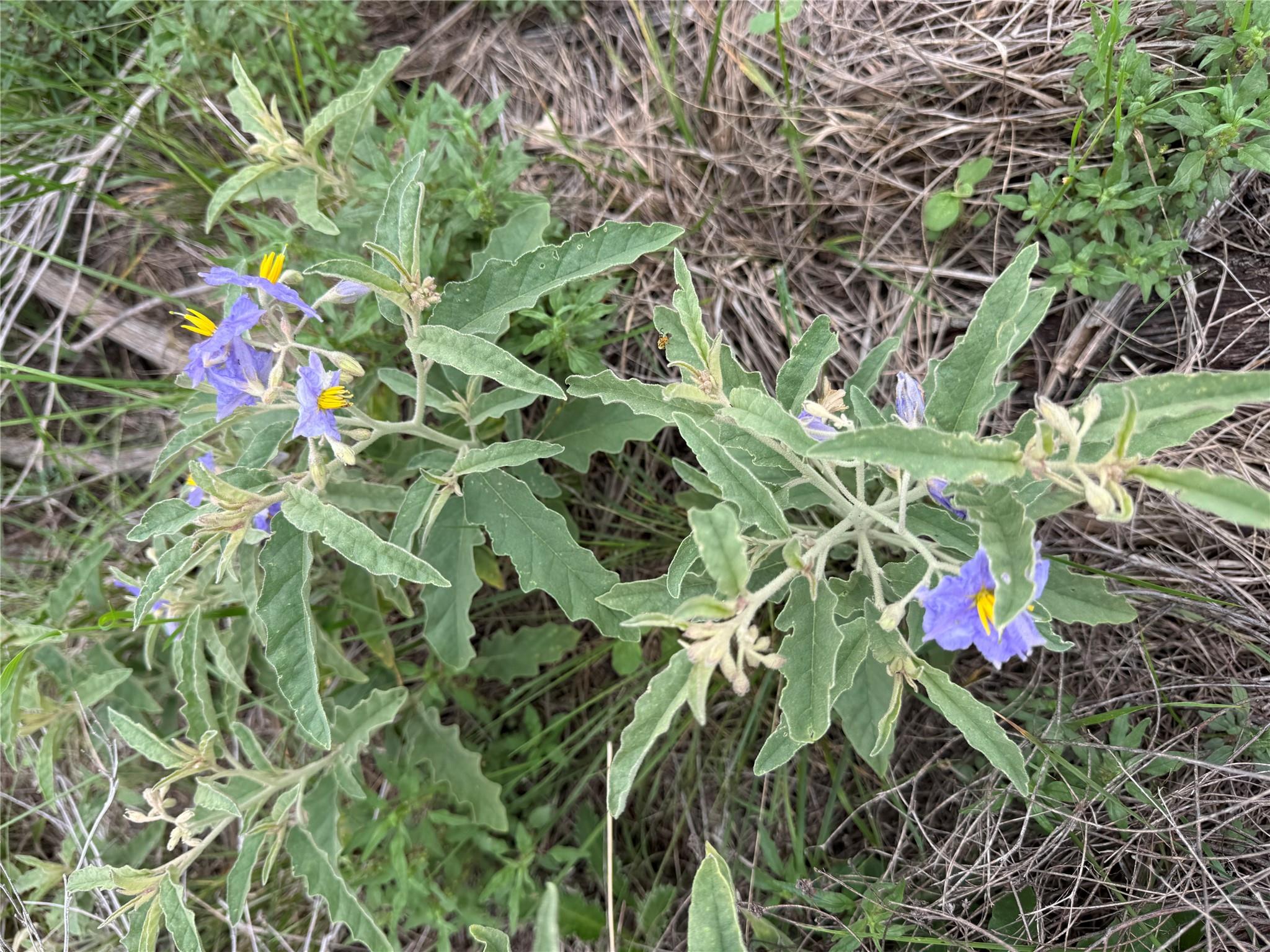 Photo 31
