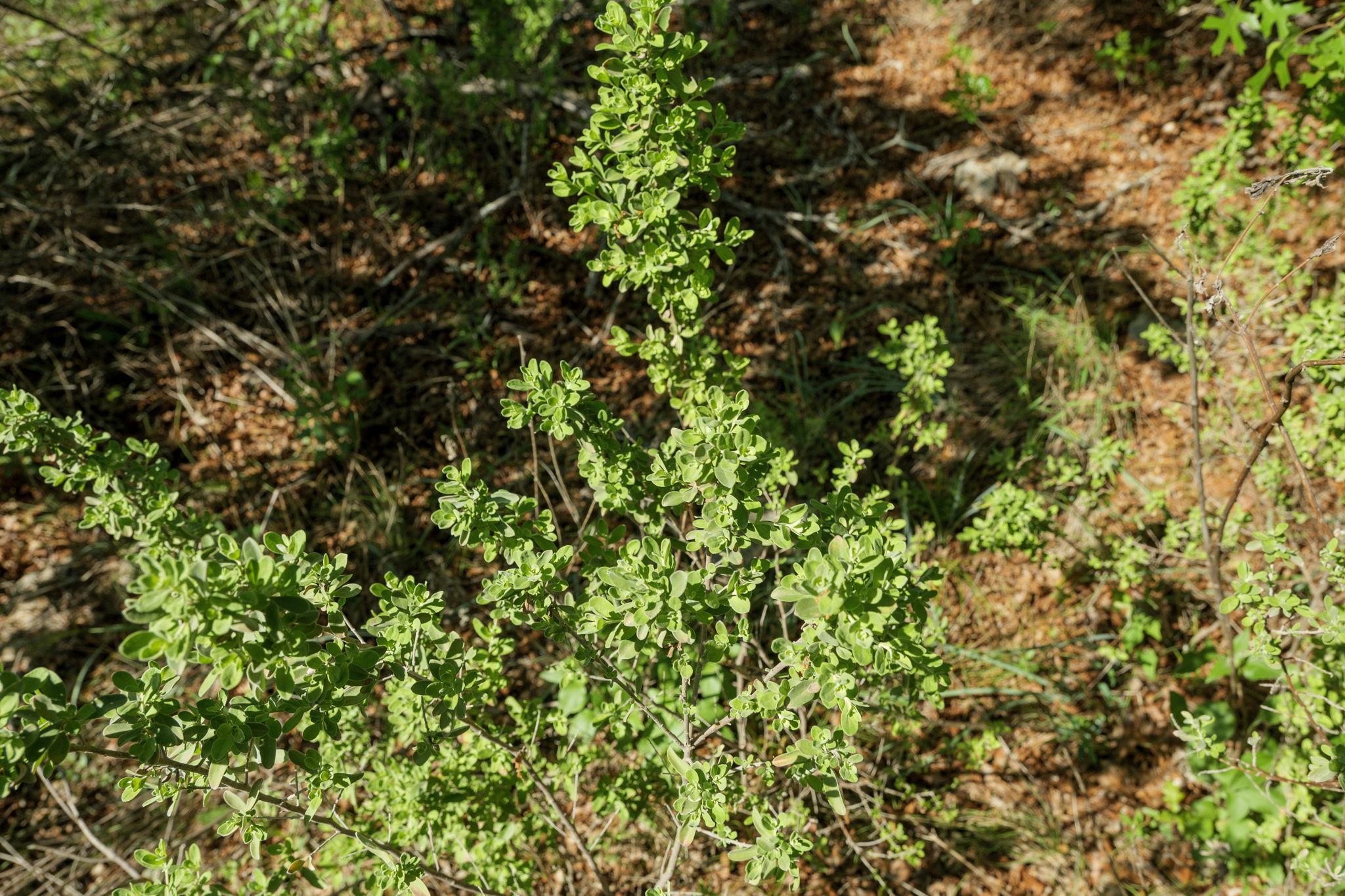 Photo 16