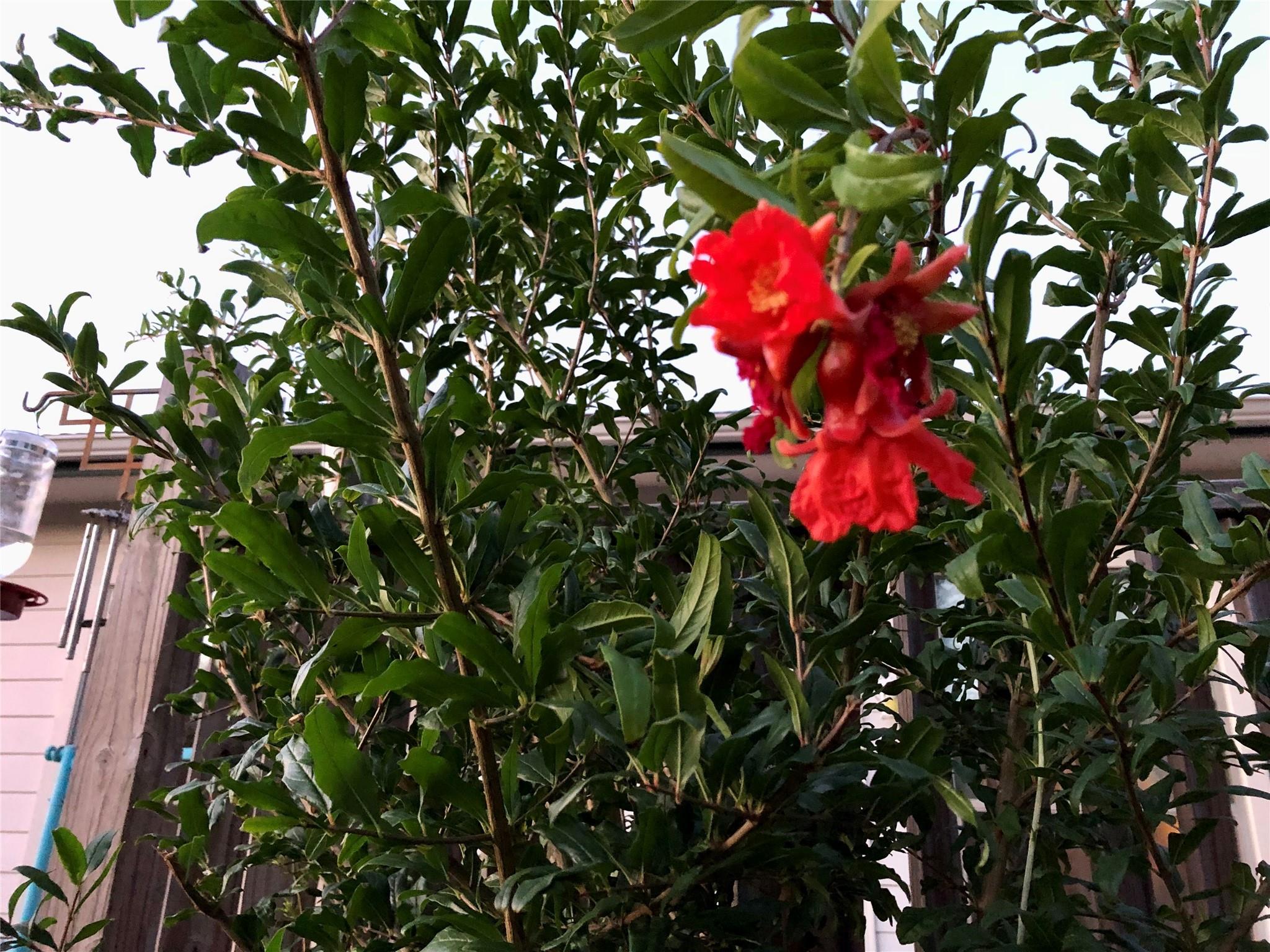 Photo 38