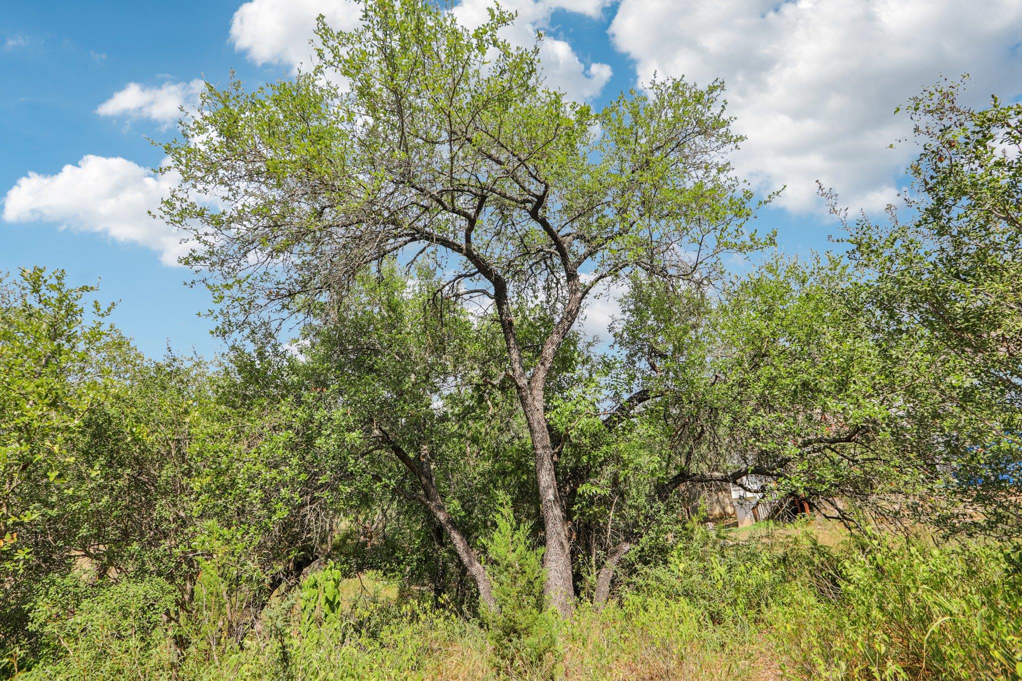 Unimproved Land