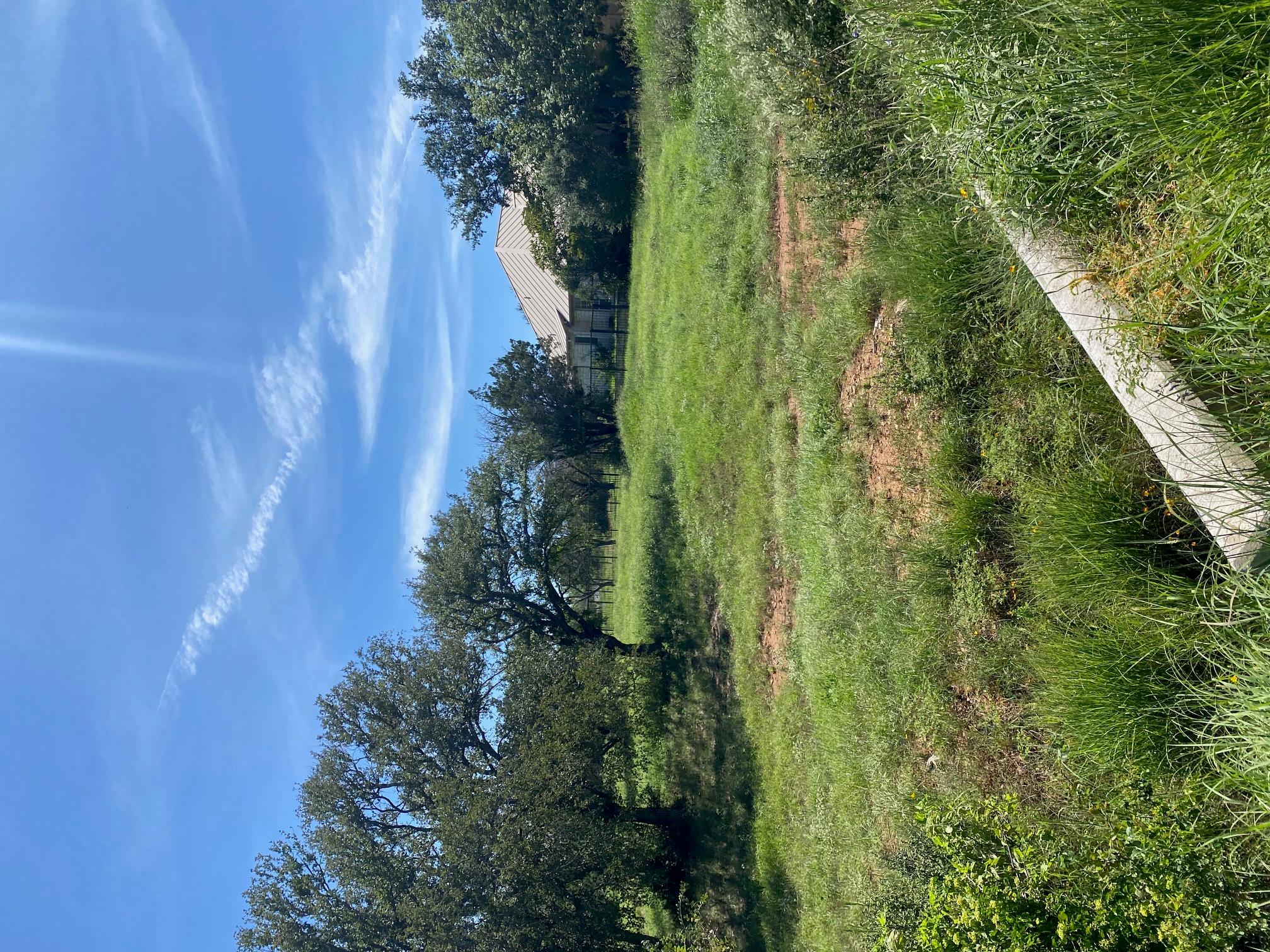 W25065 White Dove / Apache Tears