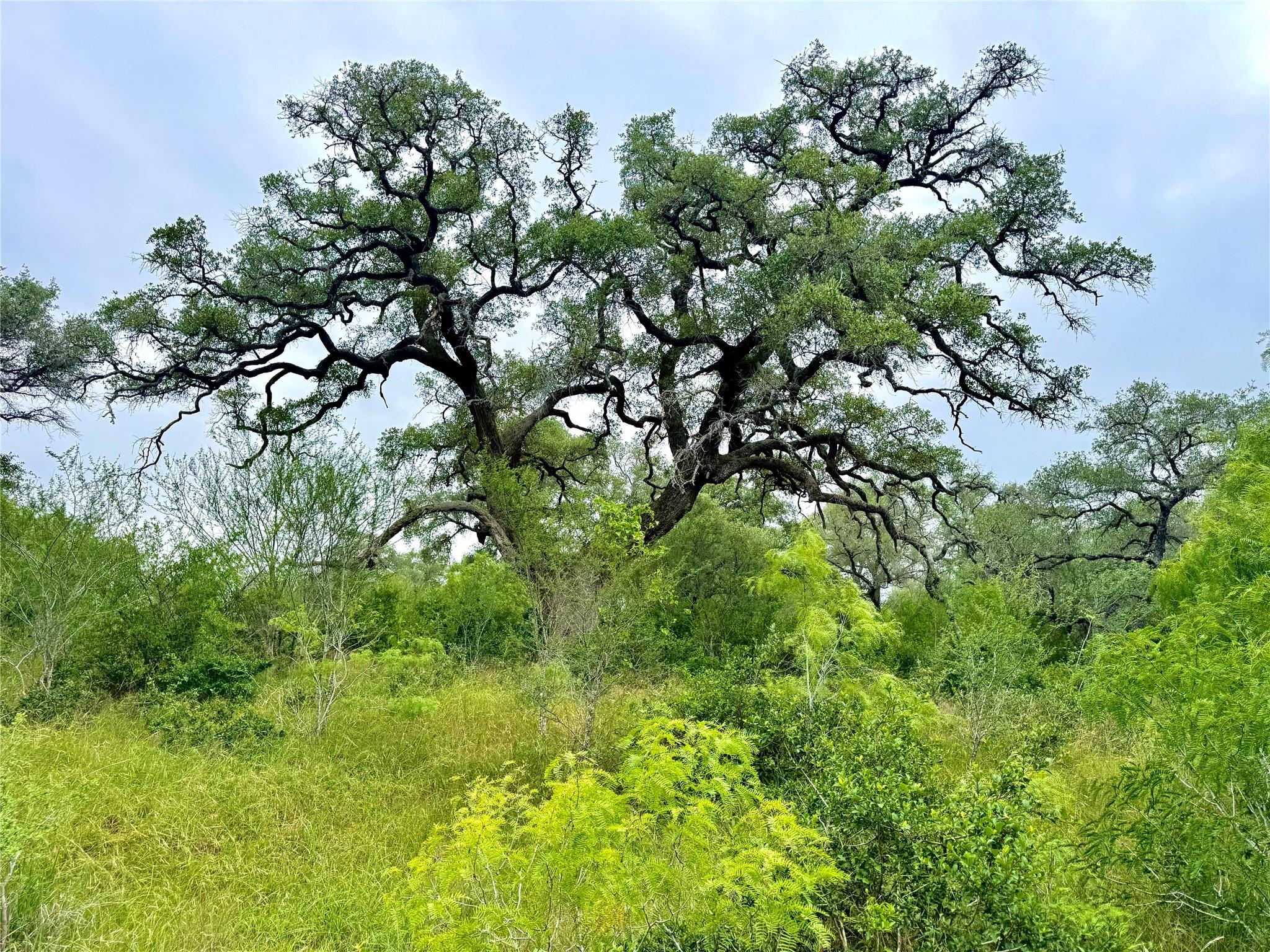 Unimproved Land