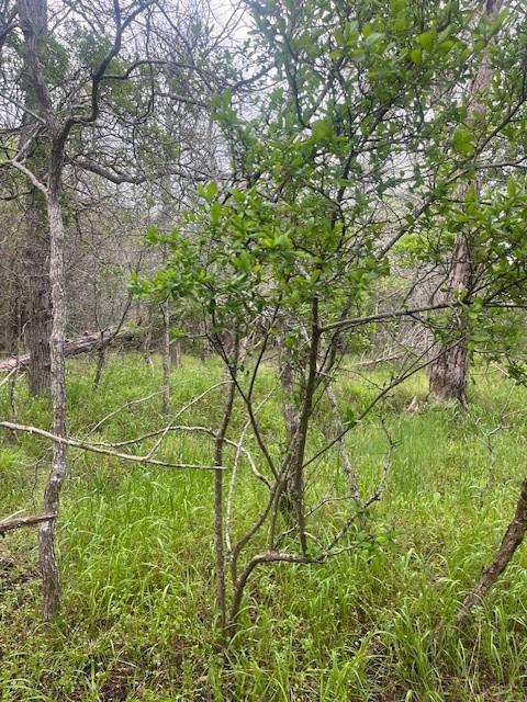Unimproved Land