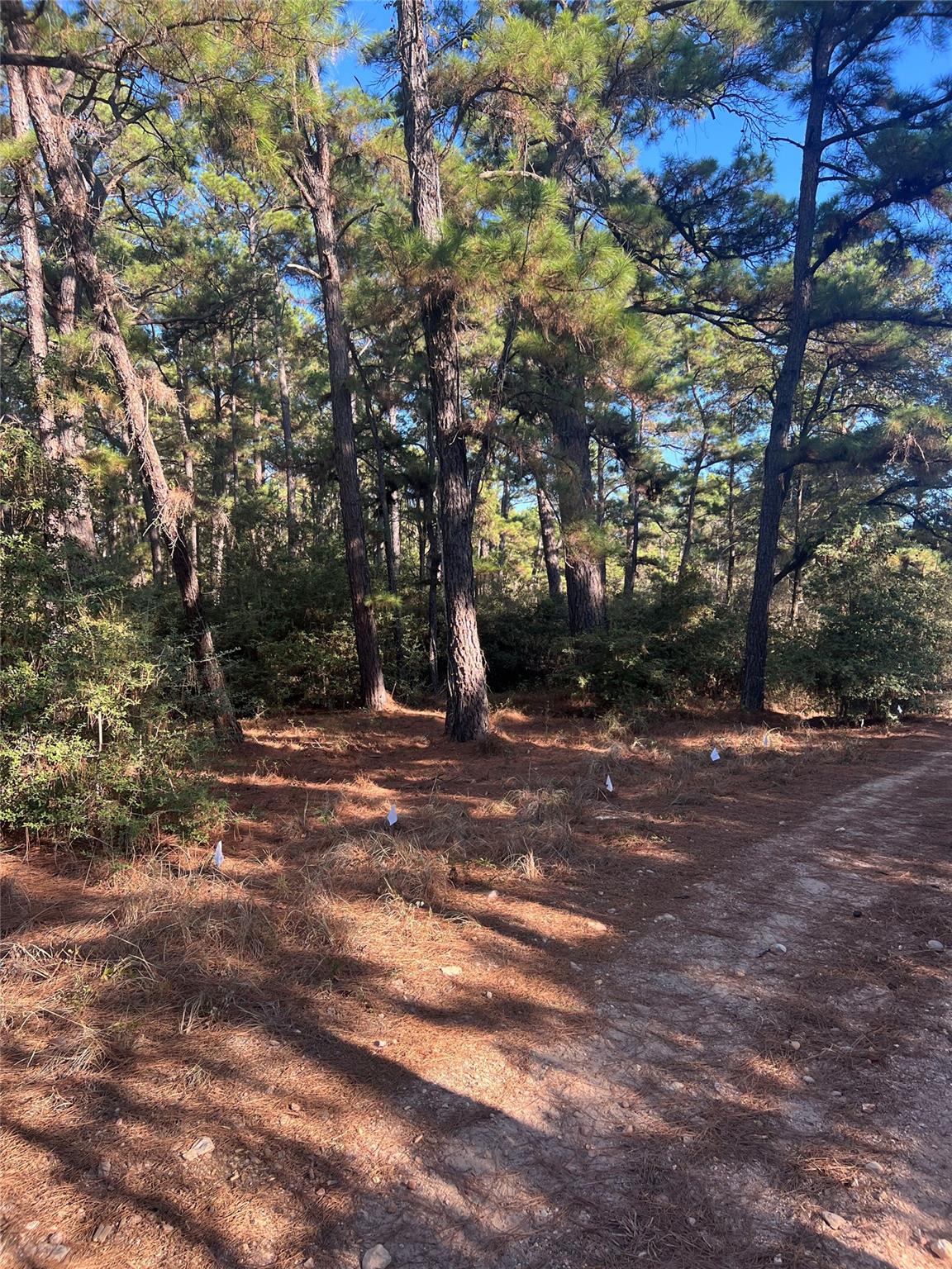 TBD Pine Lodge