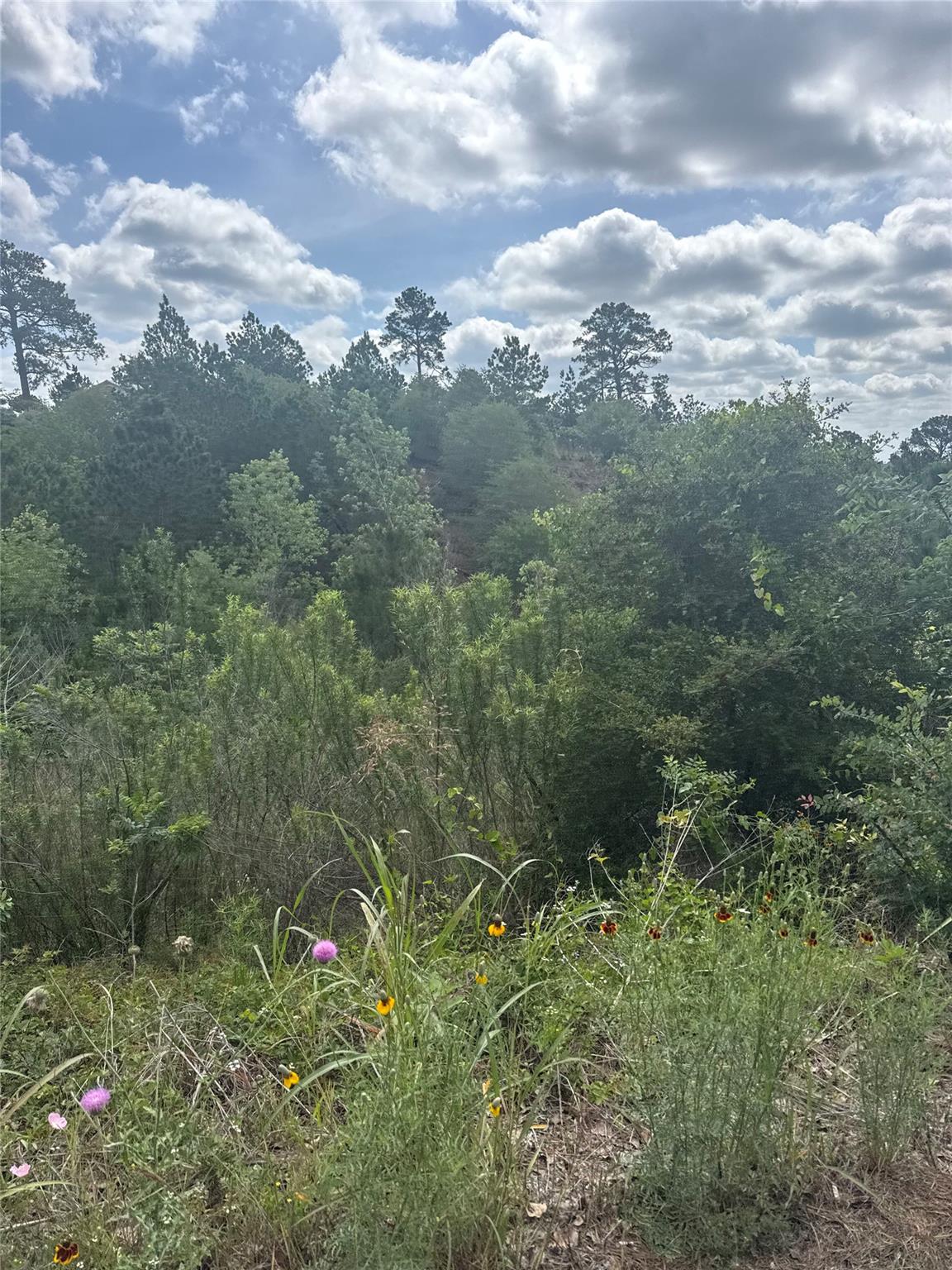 Unimproved Land