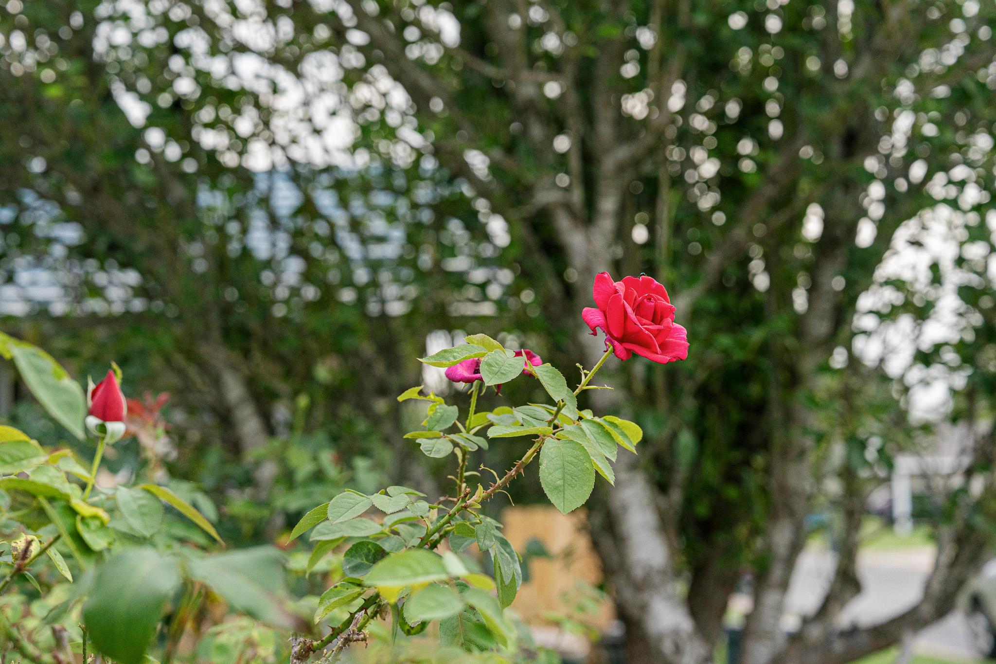 Photo 33