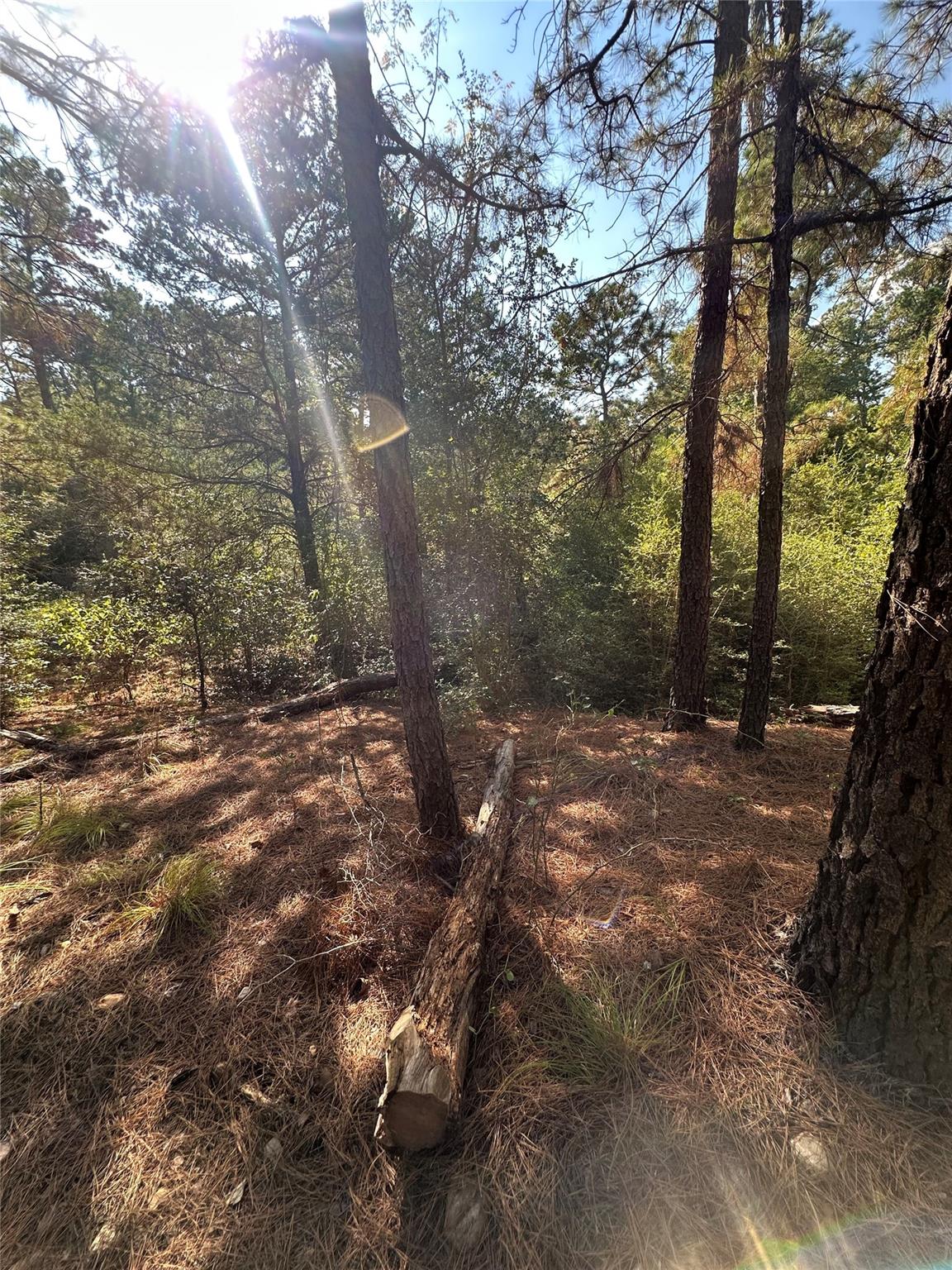 0 Pine Oak