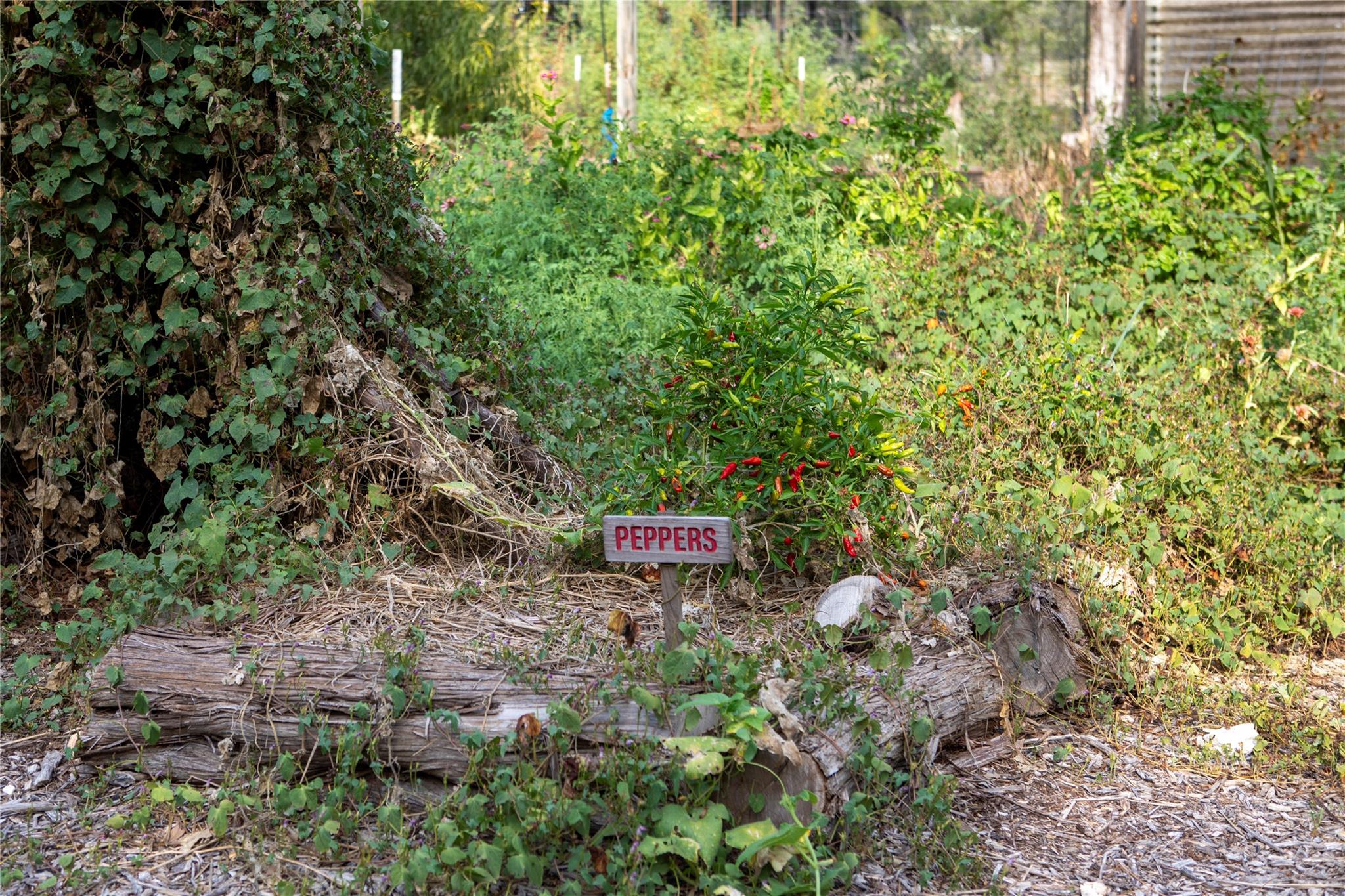 Photo 31