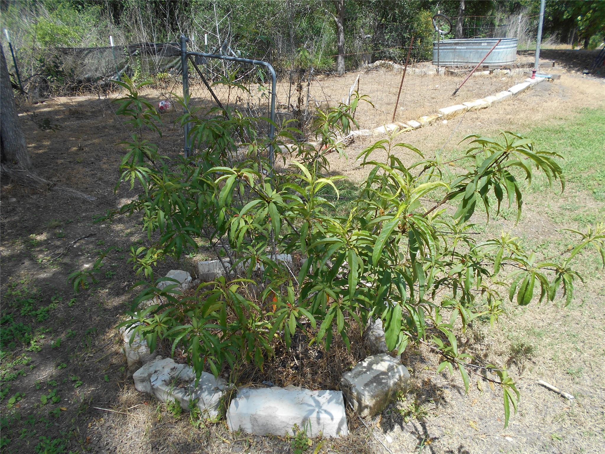 Photo 31